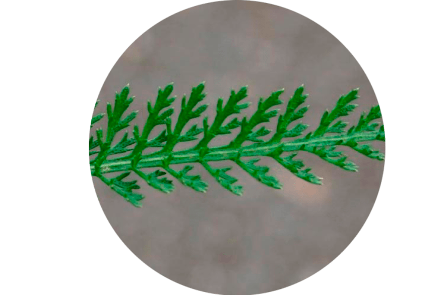 Achillea Millefolium'un Yaprakları - Kompozisyon Normadex