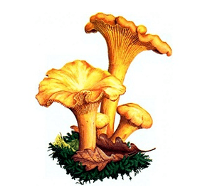 Tilkiler