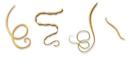 en yaygın parazit türleri