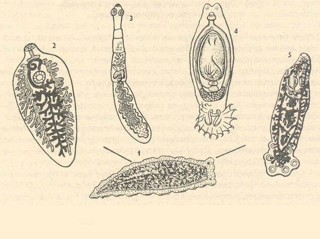 insan vücudundaki protozoon parazitler
