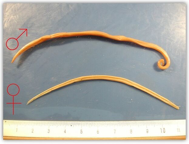 yuvarlak kurtlar neye benziyor