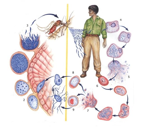 protozoon parazitlerin üreme yöntemleri