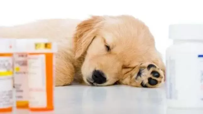köpeklerde solucanları önlemek için ilaçlar